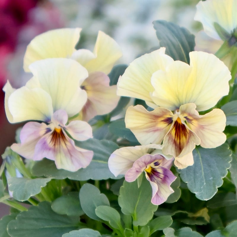 画像の現品1点限り☆北島園芸さんのアンティークビオラ「コルティルーチェ」＜35番＞