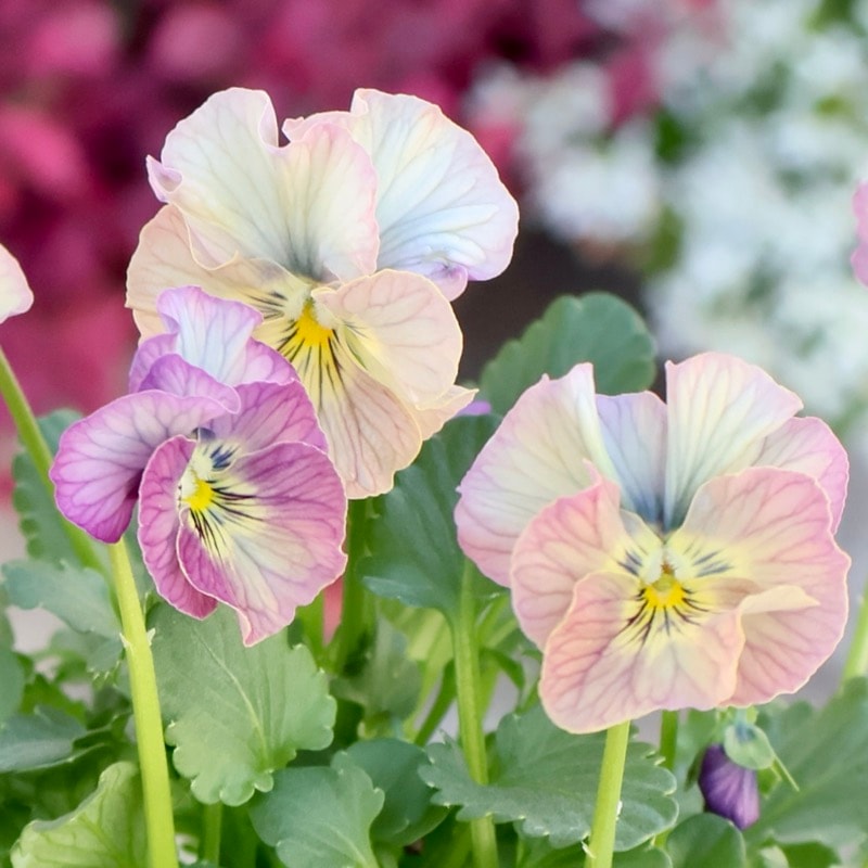 画像の現品1点限り☆北島園芸さんのアンティークビオラ「コルティルーチェ」＜36番＞