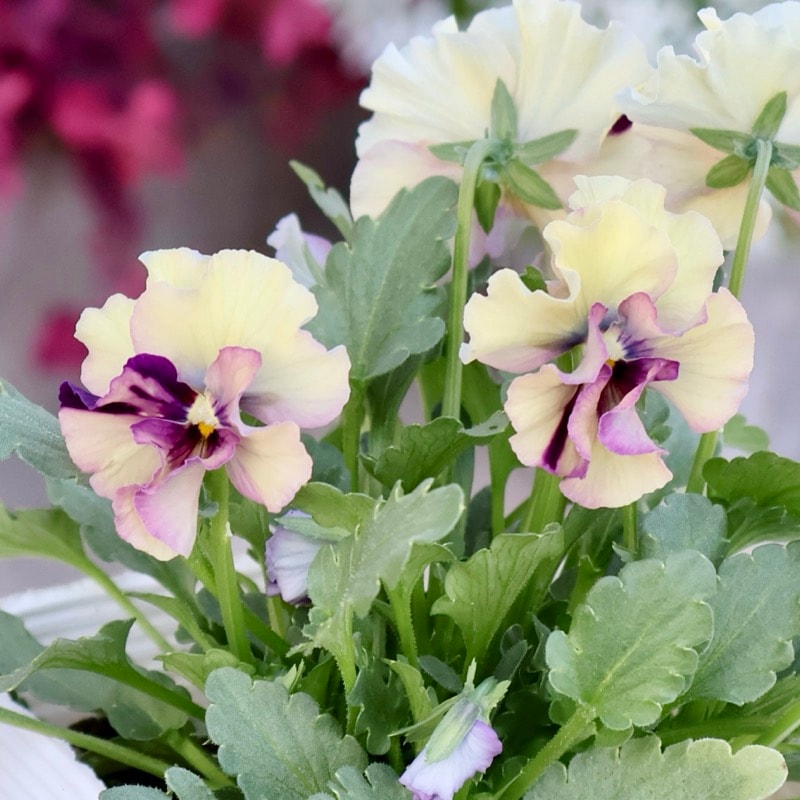 画像の現品1点限り☆北島園芸さんのアンティークビオラ「コルティルーチェ」＜38番＞