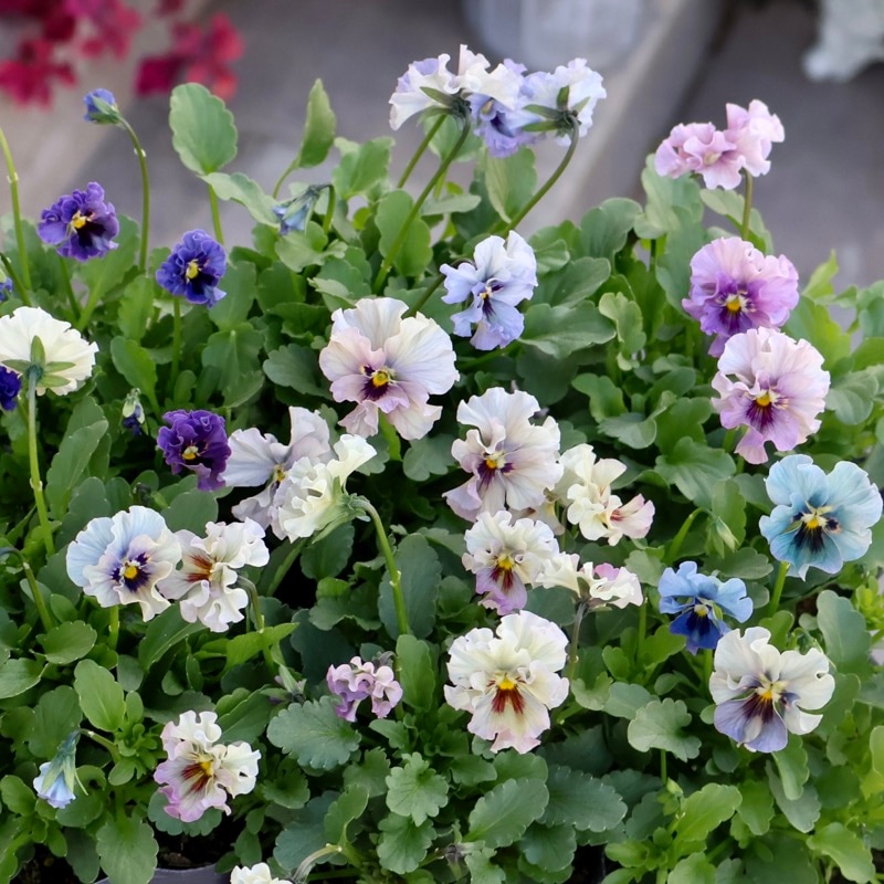 むむビオラ マイガール 2025年☆石川園芸さんの小輪ビオラ「マイガール」お色お任せ♪