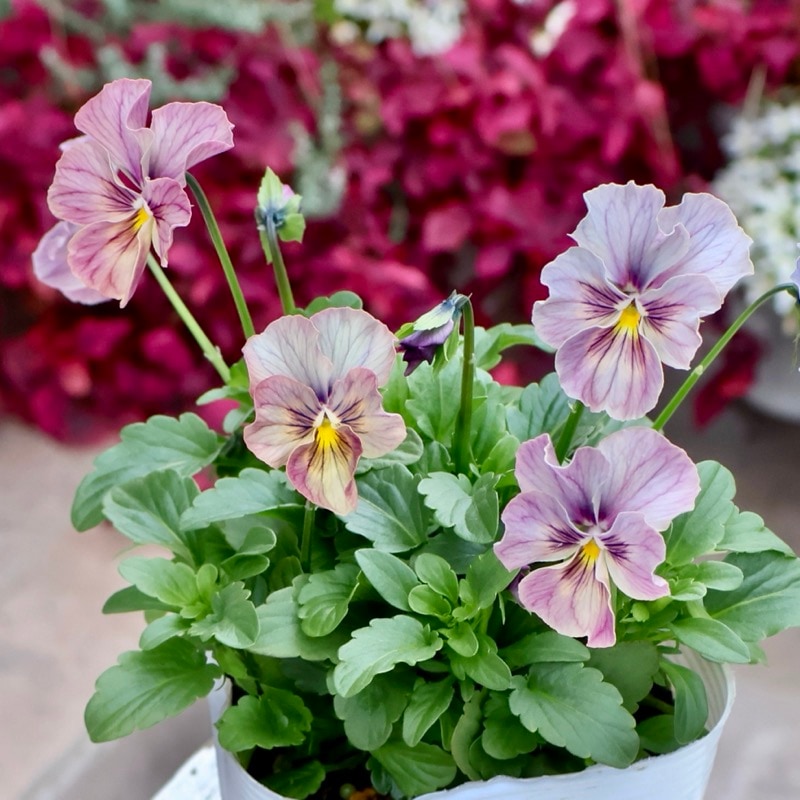 画像の現品1点限り☆ビオラ・なごみももか「しんしん」SP24(3.5号ポット)