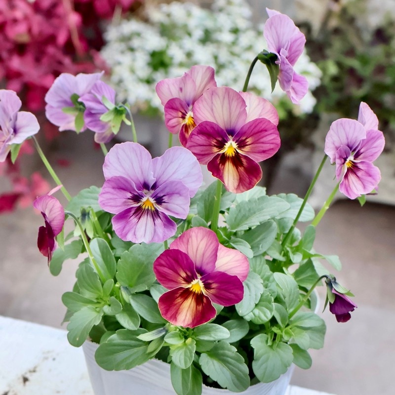 画像の現品1点限り☆ビオラ・なごみももか「しんしん」SP25(3.5号ポット)