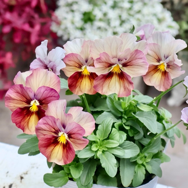 メーカー品種「パンジー」＆「ビオラ」・2025年11月ごろ販売開始・～風