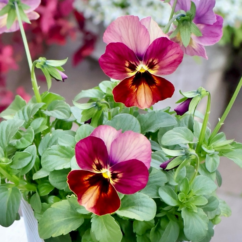 画像の現品1点限り☆ビオラ・なごみももか「しんしん」SP27(3.5号ポット)