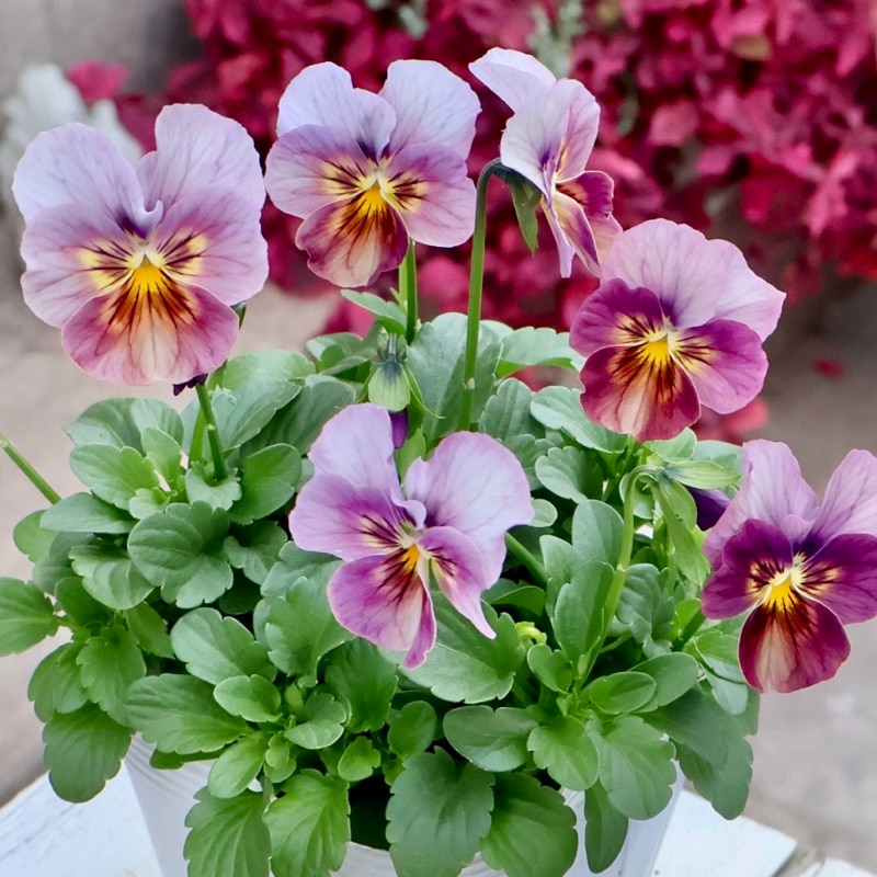 画像の現品1点限り☆ビオラ・なごみももか「しんしん」SP28(3.5号ポット)