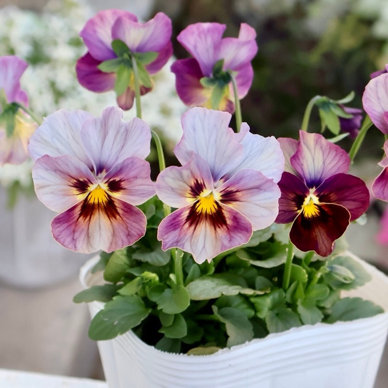 画像の現品1点限り☆ビオラ・なごみももか「しんしん」SP29(3.5号ポット)