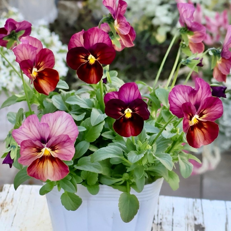 スプリングフラワーフレアブラトップ パンジーS スプリングフラワー