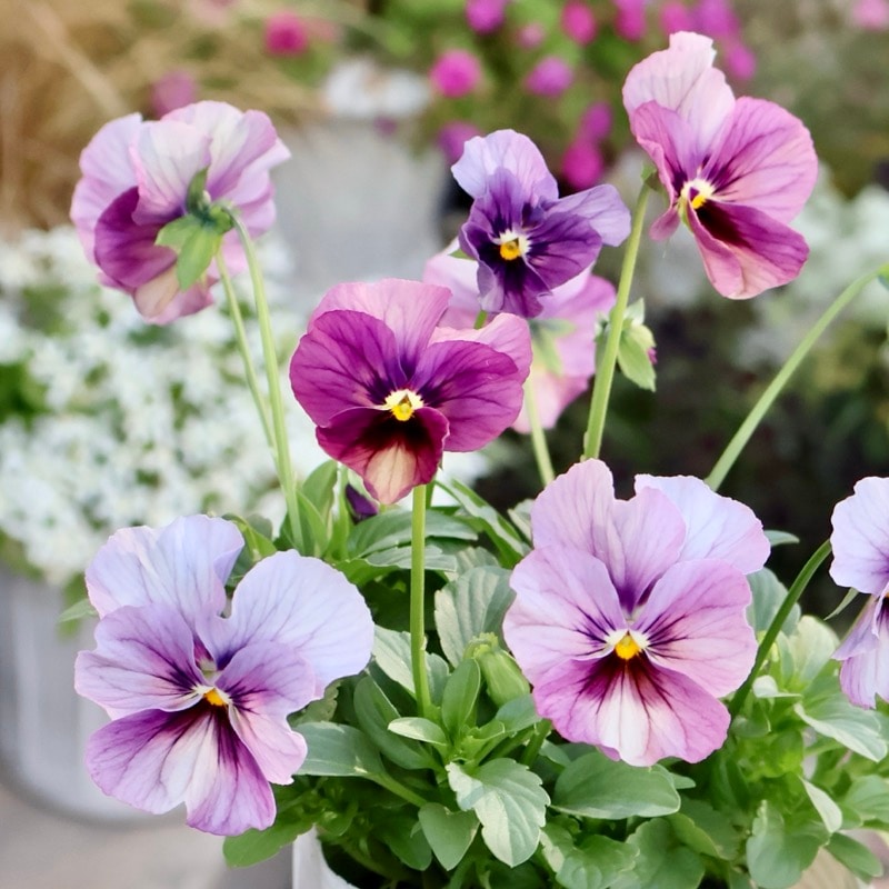 パンジーさま 押し花額、縦25、横42 ビオラ、パンジーを散りばめWelcomeボード