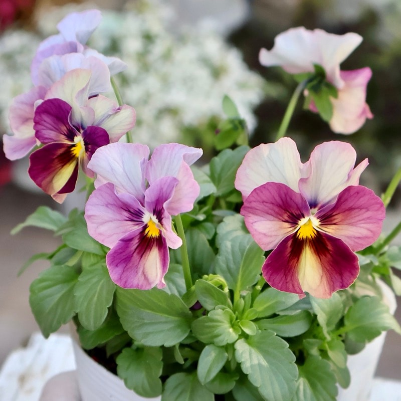 画像の現品1点限り☆ビオラ・なごみももか「しんしん」SP32(3.5号ポット)