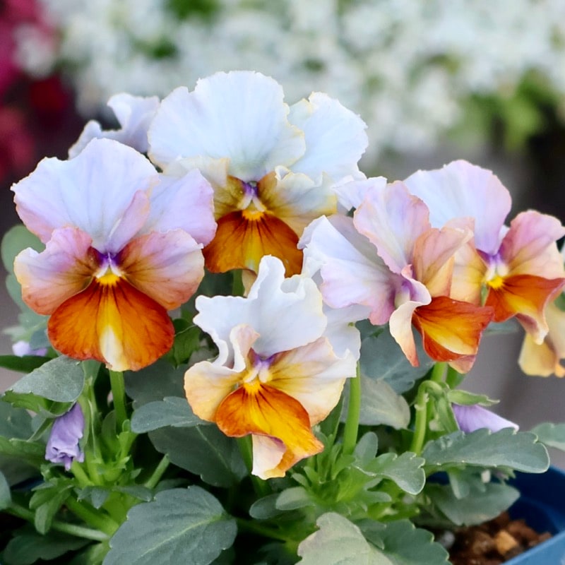 サトウ園芸さん育種「ヌーヴェルヴァーグ」・2025年10月下旬ごろ販売