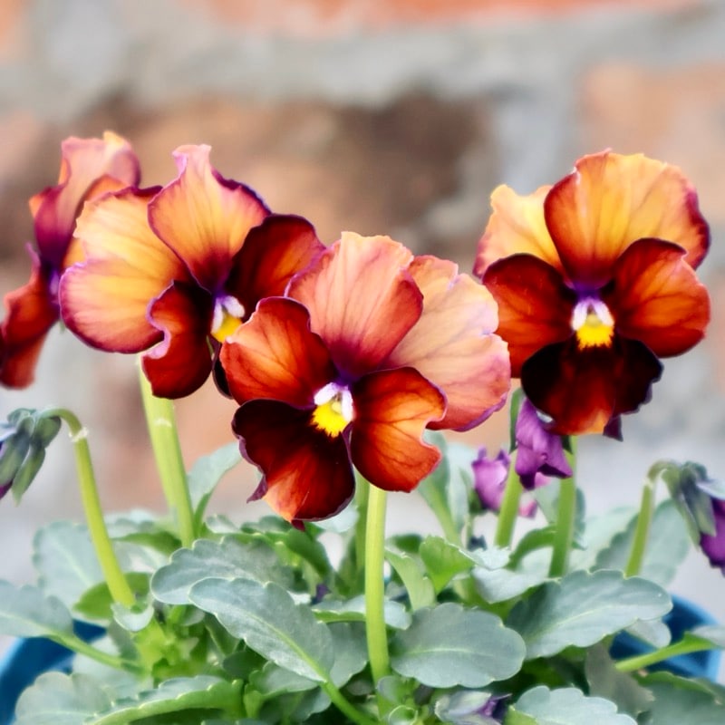 サトウ園芸さん育種「ヌーヴェルヴァーグ」・2025年10月下旬ごろ販売