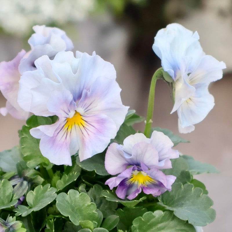画像の現品1点限り☆桐生ふぁ~む×花日和さんのビオラ「アイクルール