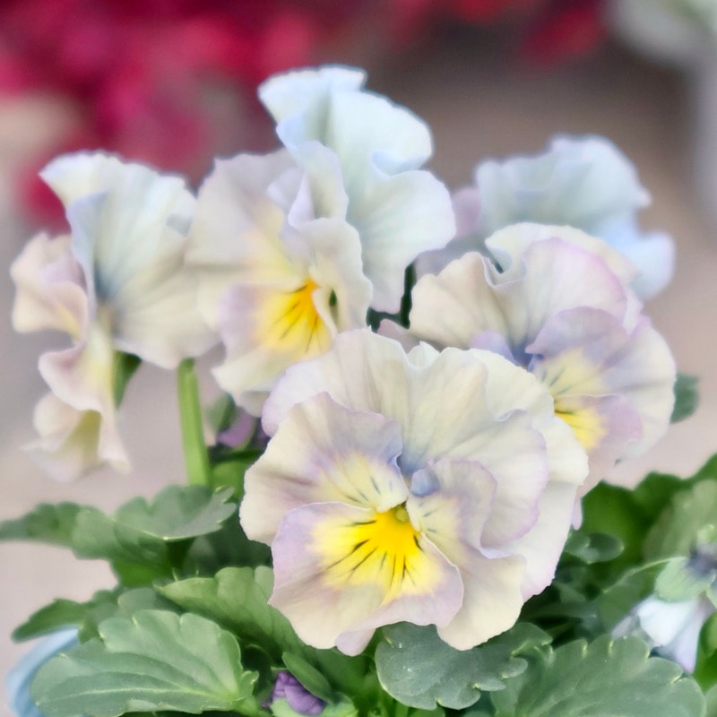 花日和さん育種フリル咲き「アイクルール」・2025年12月中下旬ごろ販売