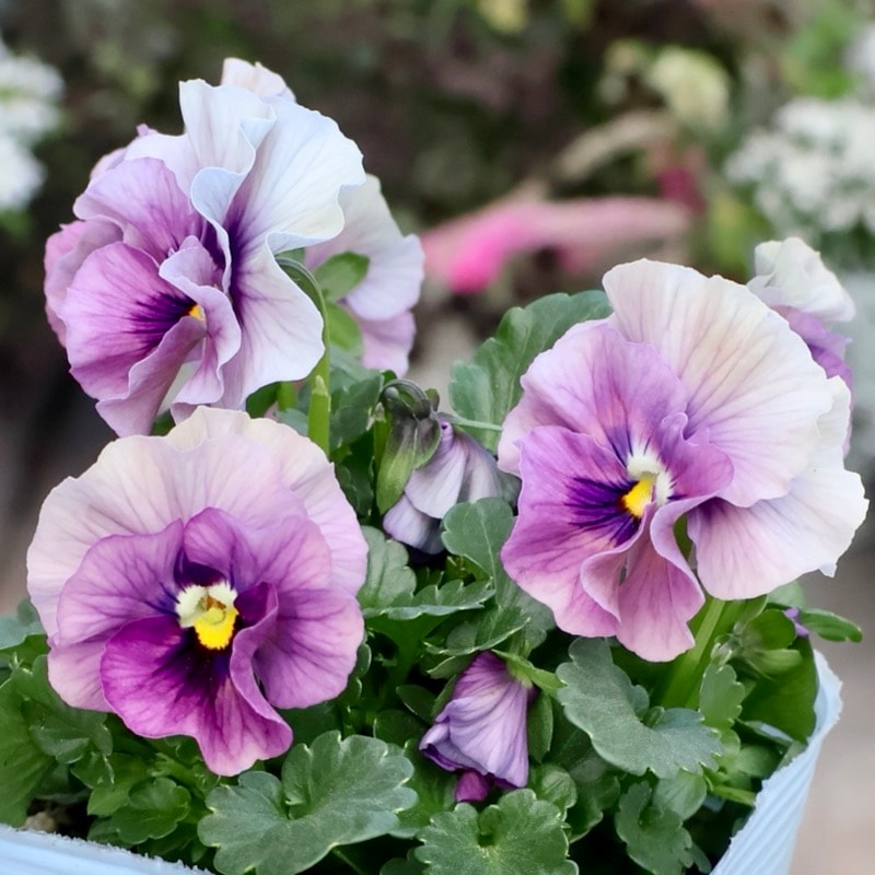 大人気　花日和　ビオラ　アイクルール　小さめ苗　24本セット 花日和 ビオラ アイクルール 小さめ苗 24本セット 画像の現品1点限り