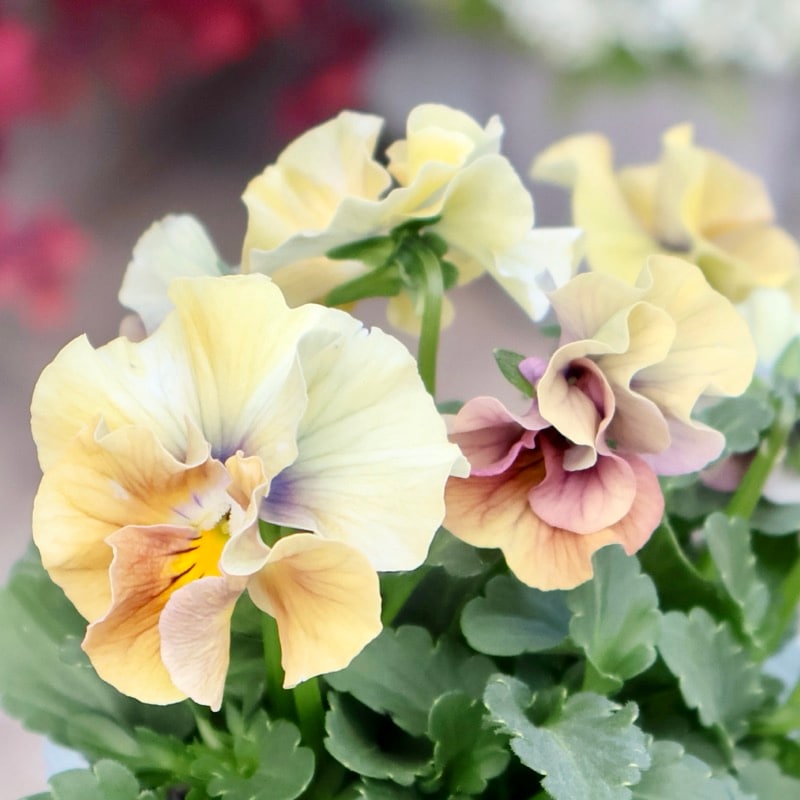 画像の現品1点限り☆桐生ふぁ~む×花日和さんのビオラ「アイクルール