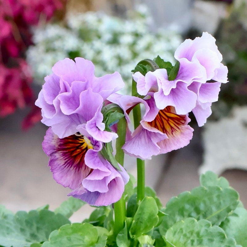 現品1点限り☆2025年NEWの希少品種☆フリルパンジー「彩翠華(さい