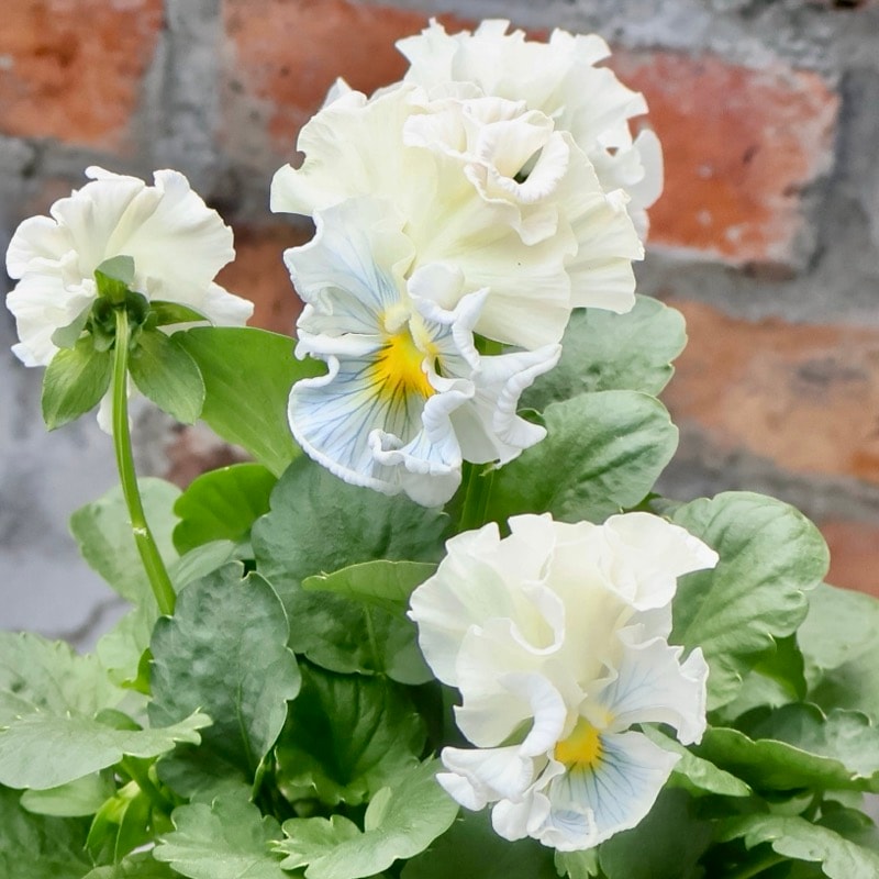 現品1点限り☆2025年NEWの希少品種☆フリルパンジー「彩翠華(さい