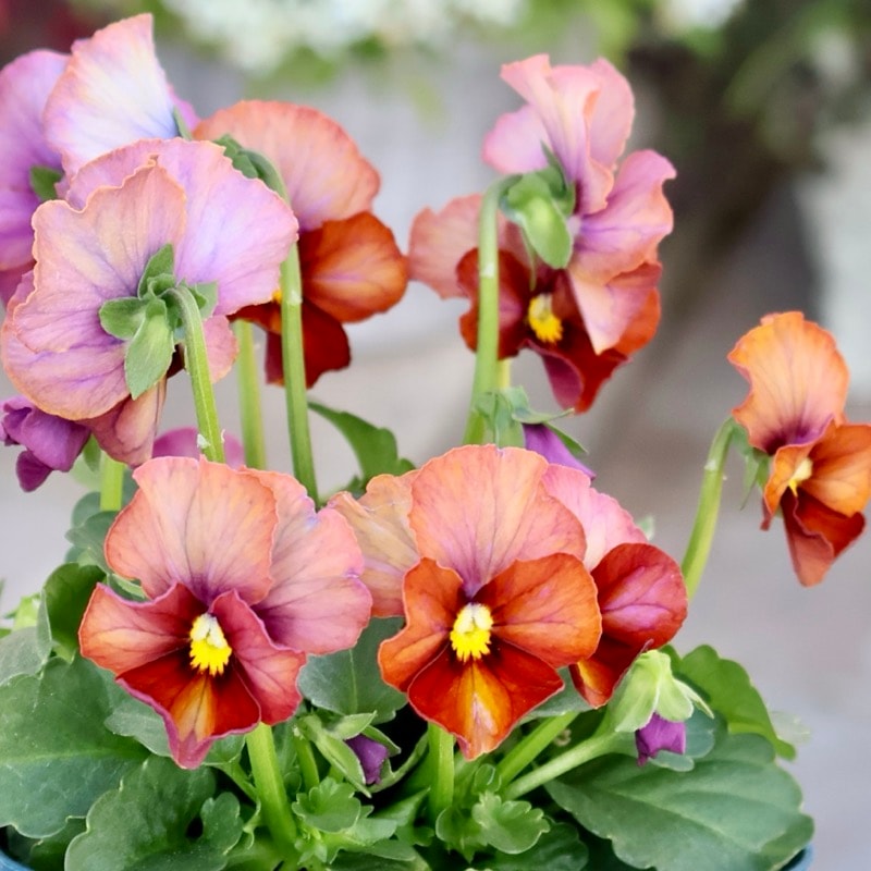 画像の現品1点限り☆スペシャルなサトウ園芸さんのビオラ・ヌーヴェルヴァーグ＜364番＞