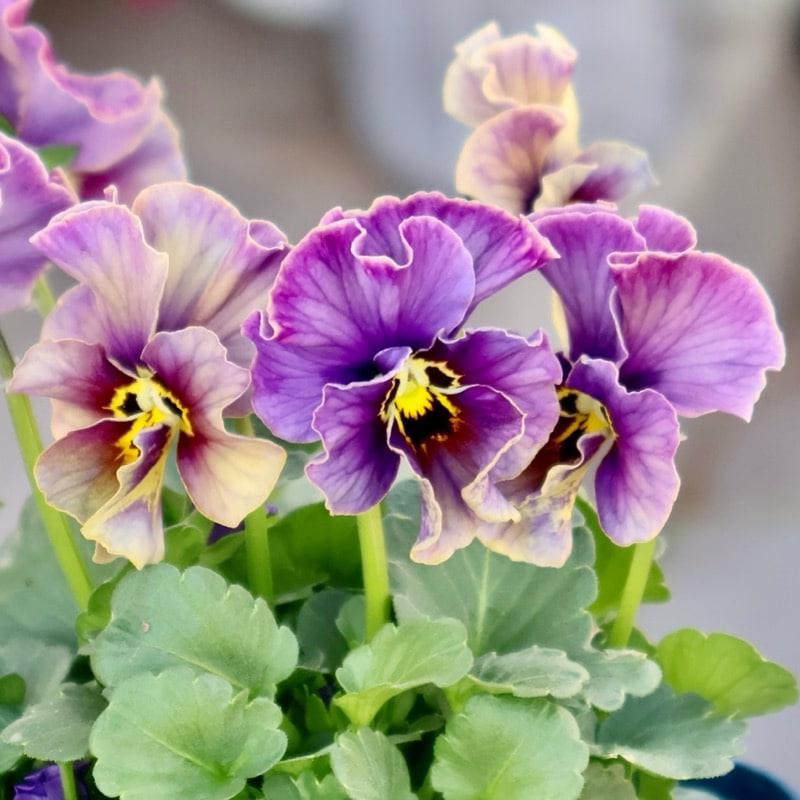 9/17 ラスト苗　☆ciaoローズ☆ 絞り確認済　良苗　ウィザード サトウ園芸さん育種「ヌーヴェルヴァーグ」・2025年10月下旬ごろ販売