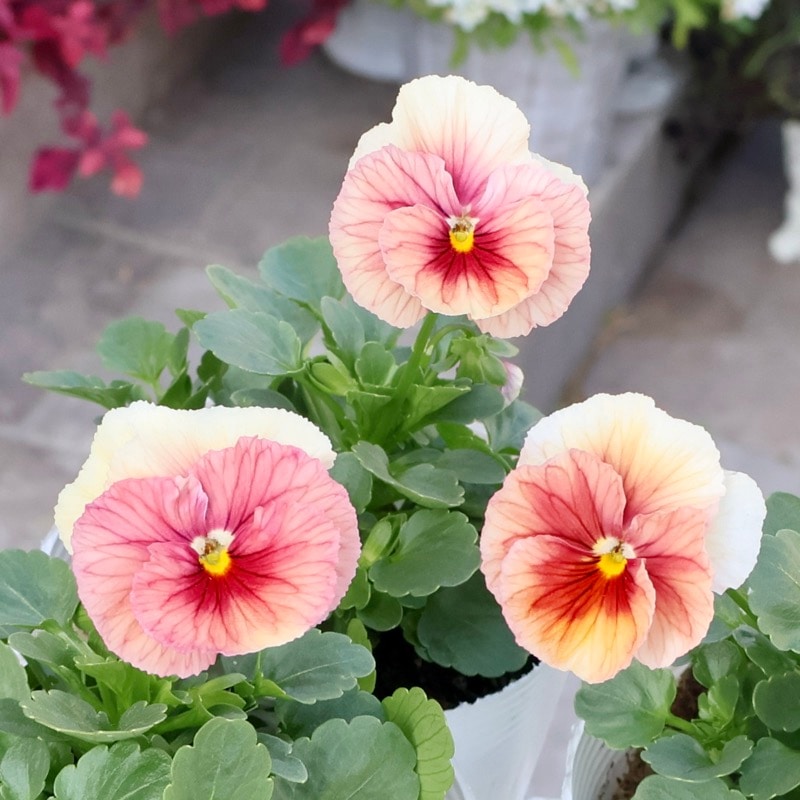 この子も可愛い☆高知・植田さんのビオラ☆試験品種〈25-1〉