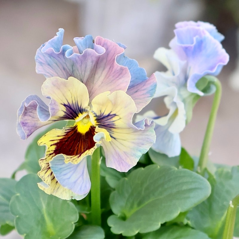 RYU【現品】R-gardenオリジナルフリルパンジーフルール①③④⑤⑥ 画像の現品1点限り☆Rガーデンさんのアンティークフリルパンジー