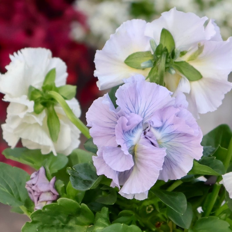 現品1点限り☆2025年NEWの希少品種☆フリルパンジー「彩翠華(さい