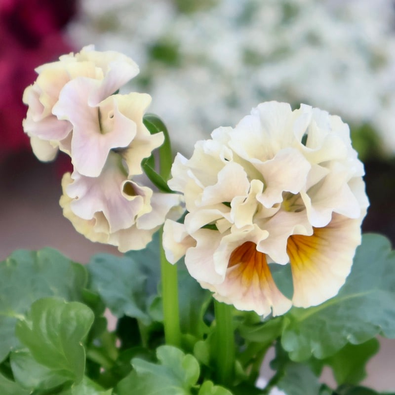 現品1点限り☆2025年NEWの希少品種☆フリルパンジー「彩翠華(さい