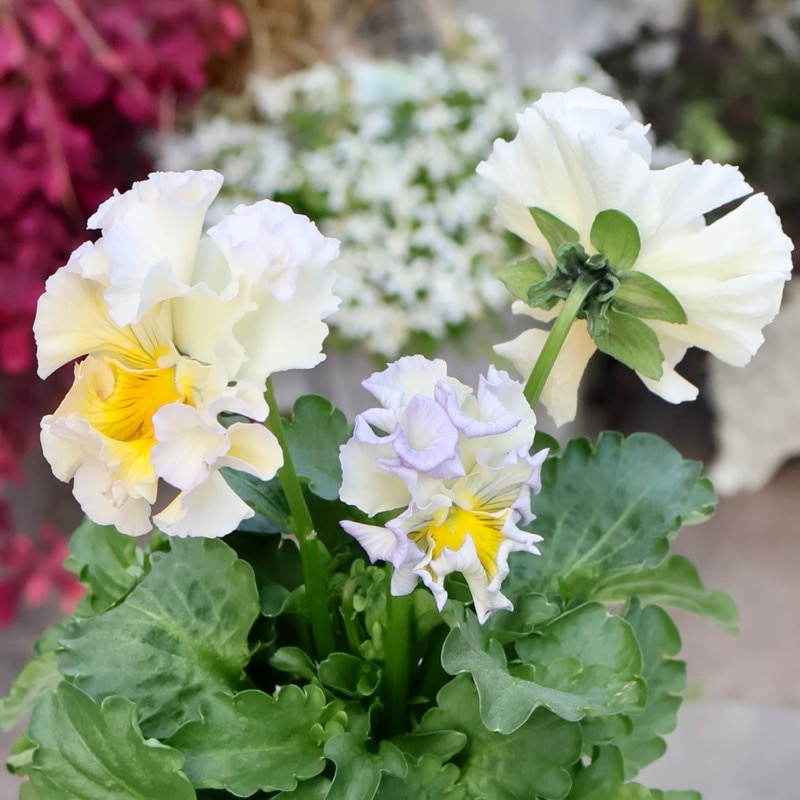 現品1点限り★2025年NEWの希少品種★フリルパンジー「彩翠華(さいすいか)~fuwari~」<34番>