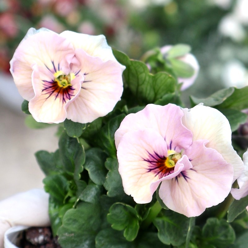 花苗うえたさん育種品種・「ピュアハート（旧スウィートピンク」・～風