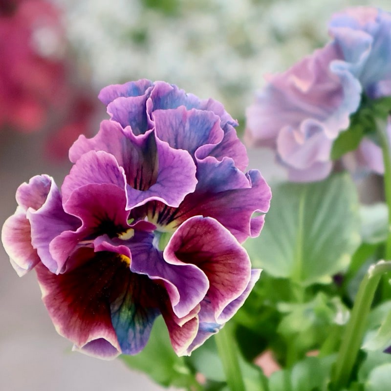 画像の現品1点限り☆Rガーデンさんのアンティークフリルパンジー