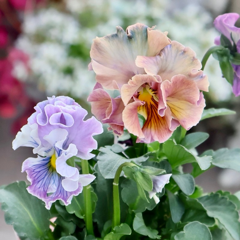 画像の現品1点限り☆Rガーデンさんのアンティークフリルパンジー