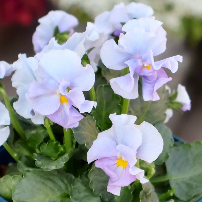 サトウ園芸さん育種「ヌーヴェルヴァーグ」・2025年10月下旬ごろ販売