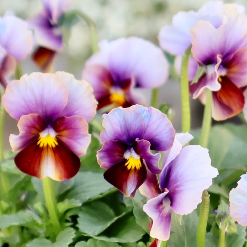 画像の現品1点限り☆スペシャルなサトウ園芸さんのビオラ・ヌーヴェルヴァーグ＜372番＞