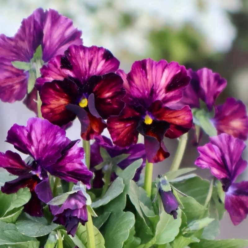 画像の現品1点限り☆スペシャルなサトウ園芸さんのビオラ・ヌーヴェルヴァーグ＜374番＞