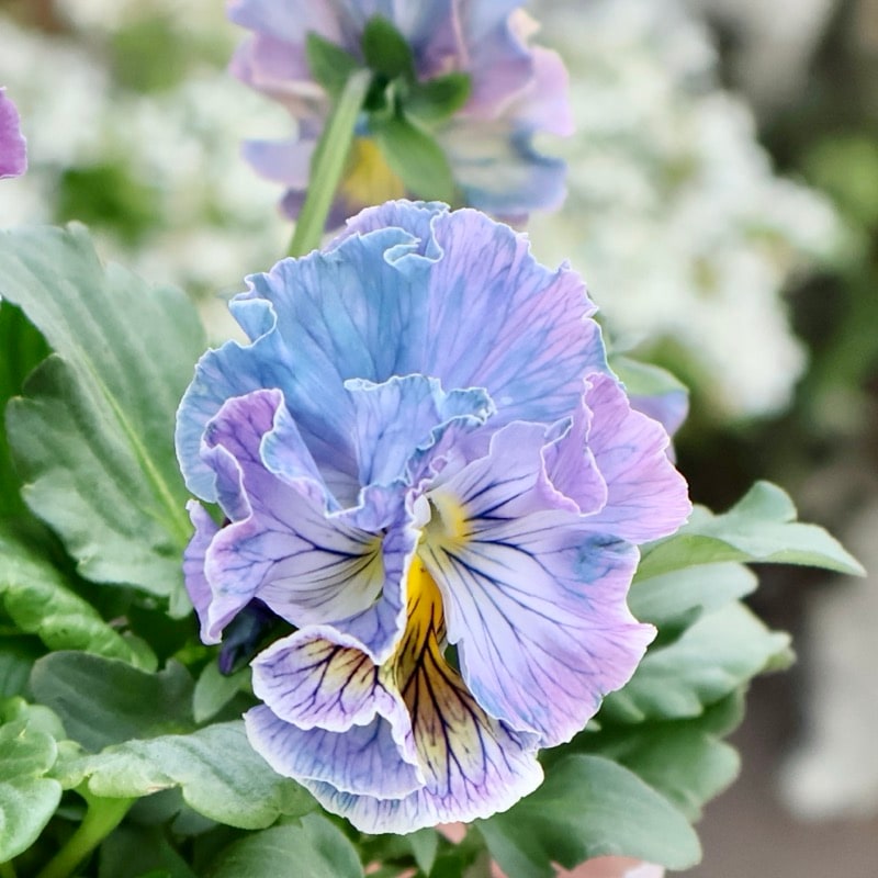 画像の現品1点限り☆Rガーデンさんのアンティークフリルパンジー