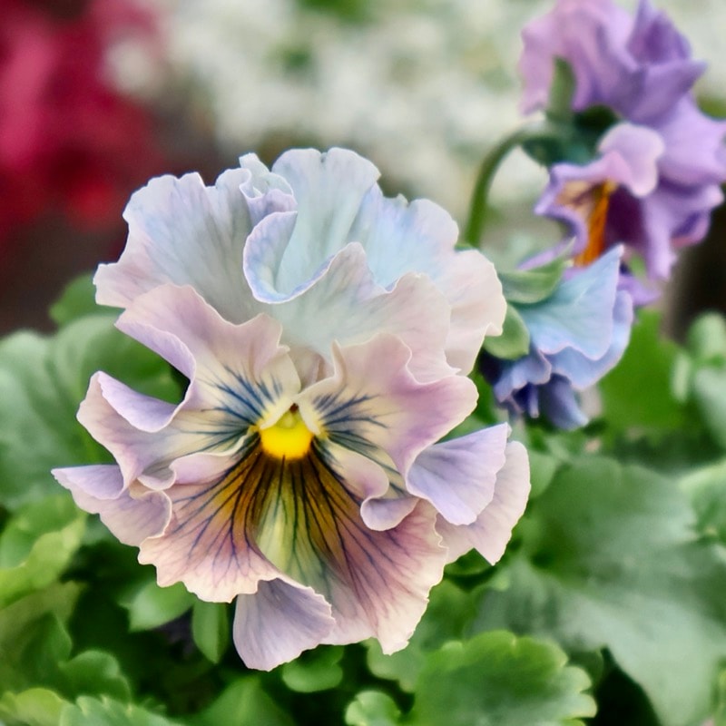 画像の現品1点限り☆Rガーデンさんのアンティークフリルパンジー