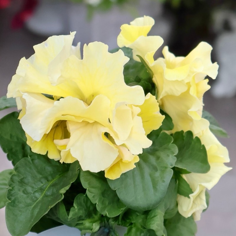 現品1点限り☆2025年NEWの希少品種☆フリルパンジー「彩翠華(さい