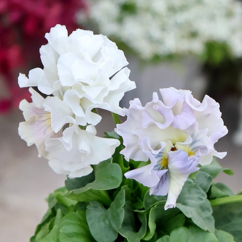 現品1点限り☆2025年NEWの希少品種☆フリルパンジー「彩翠華(さい