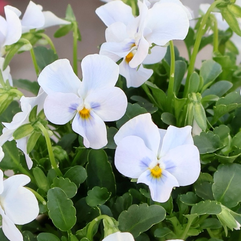 《2025年秋NEW》風散歩イチオシ超良株★ゲブラさんの栄養系ビオラ「ステラブルー」1番