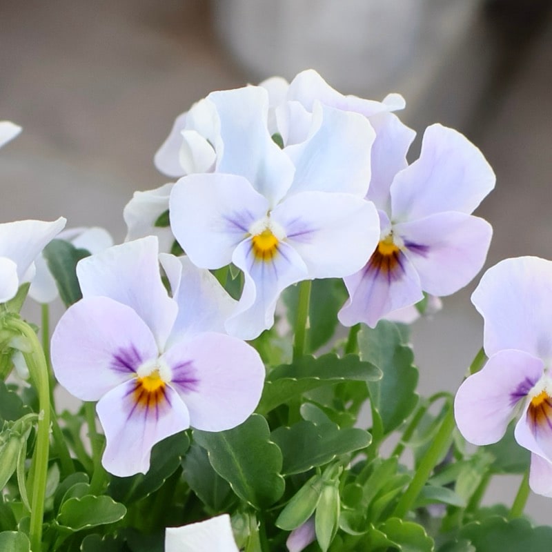 ゲブラナガトヨさん育種の「ミックスビオラ」・2025年10月下旬ごろ販売