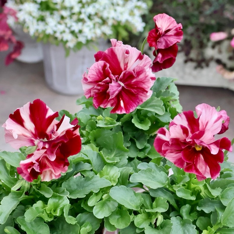 画像で色を選べる!!うえたパンジー「マリーリーン・プレミアムshibori