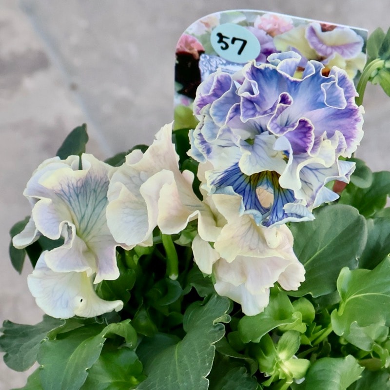 画像の現品1点限り☆Rガーデンさんのアンティークフリルパンジー