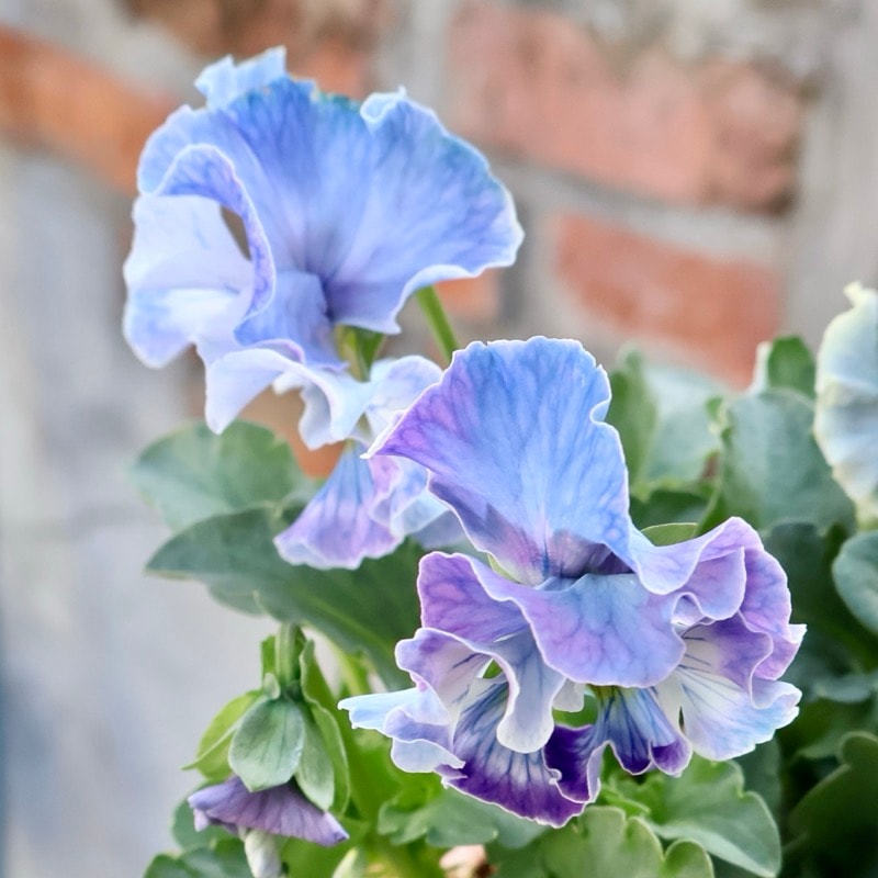 画像の現品1点限り☆Rガーデンさんのアンティークフリルパンジー