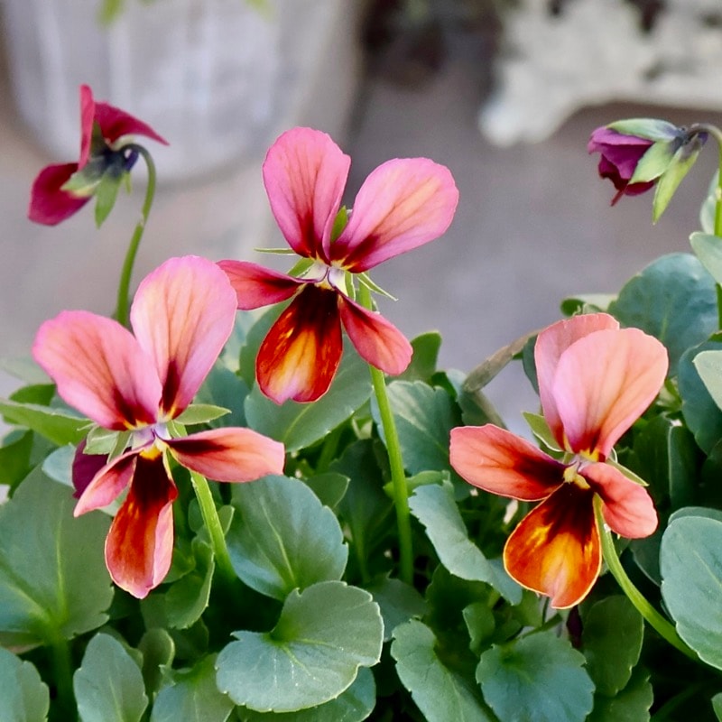 《2025年NEW画像撮影》画像で花弁の色・形を選べる!!うえたビオラ「パピヨンワールド」297番 