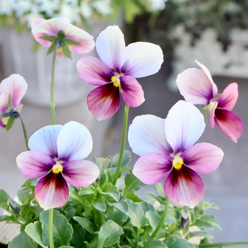 《2025年NEW画像撮影》画像で花弁の色・形を選べる!!うえたビオラ「パピヨンワールド」298番 