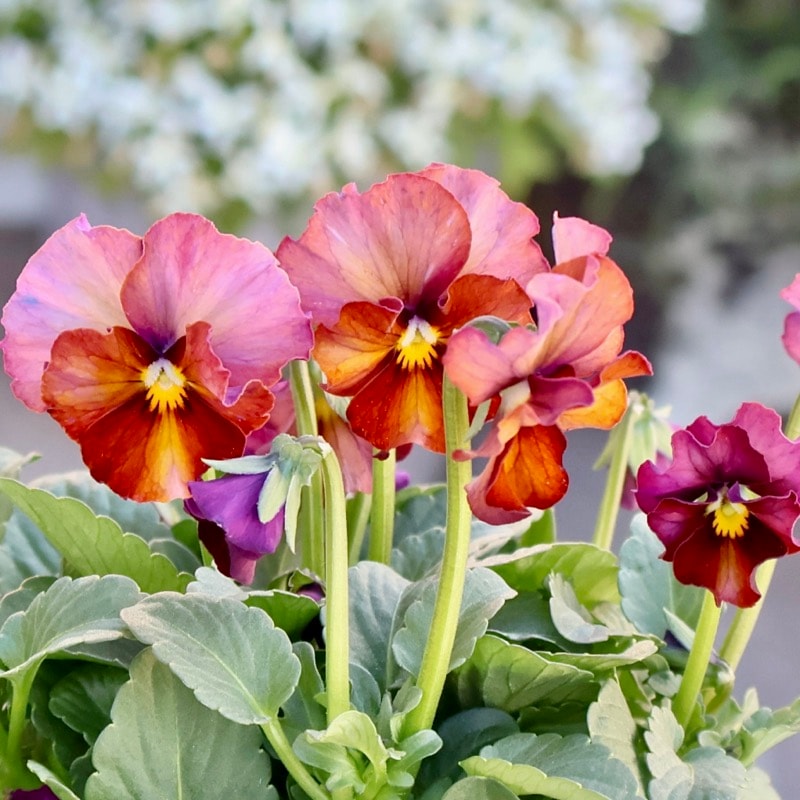 サトウ園芸さん育種「ヌーヴェルヴァーグ」・2025年10月下旬ごろ販売