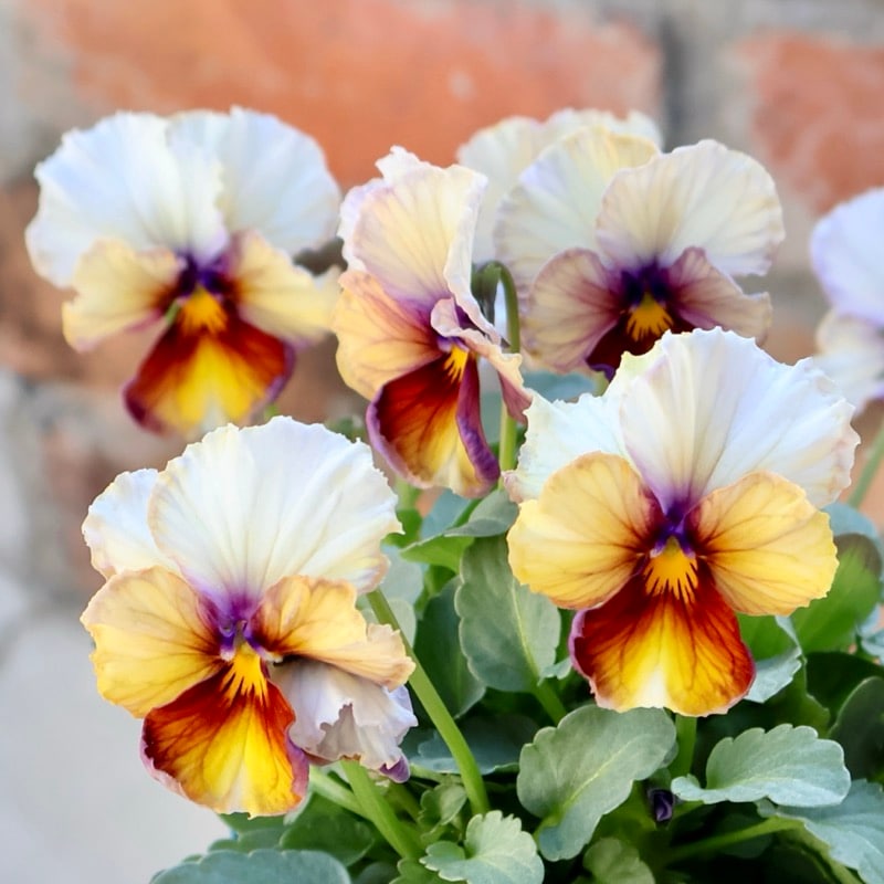 画像の現品1点限り☆スペシャルなサトウ園芸さんのビオラ・ヌーヴェルヴァーグ＜376番＞