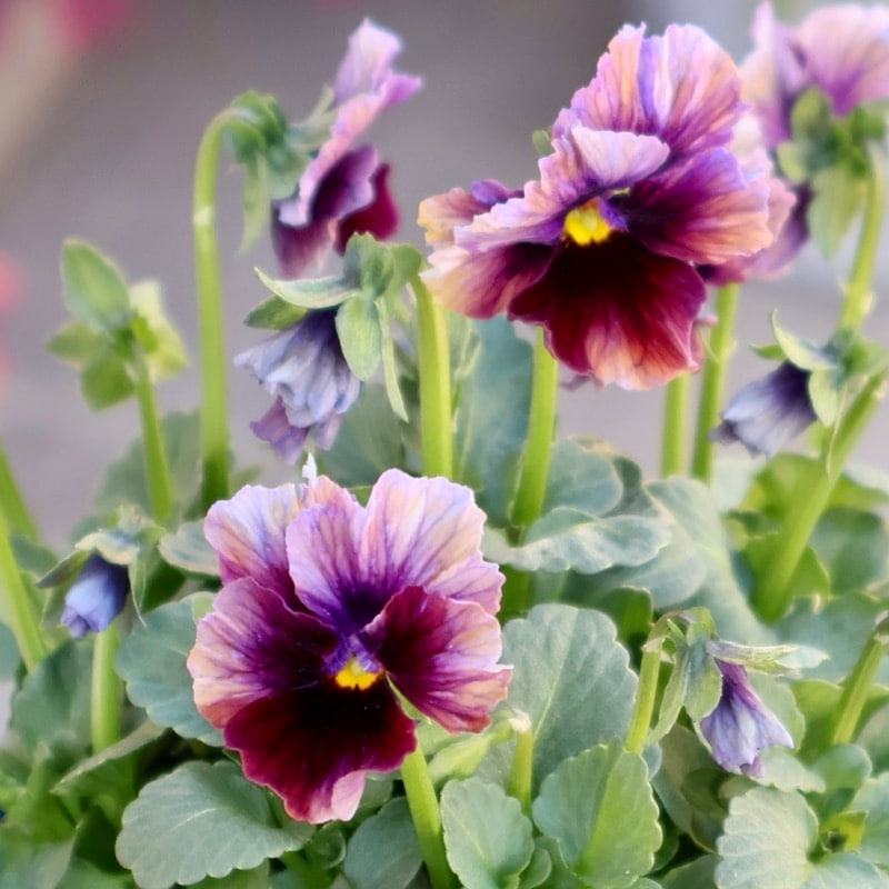 画像の現品1点限り☆スペシャルなサトウ園芸さんのビオラ・ヌーヴェルヴァーグ＜377番＞