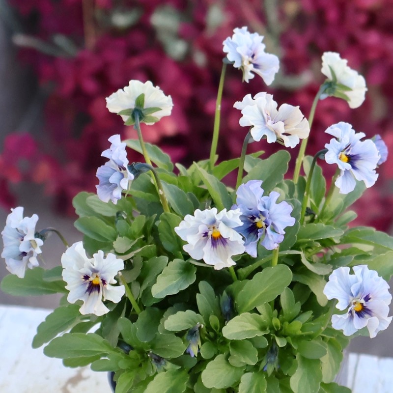 ビオラレディ　マイガール　苗 石川園芸さんのオリジナルビオラ『マイガール』が入荷しました