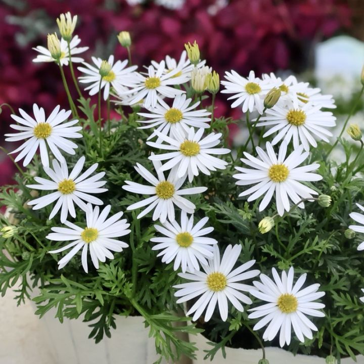 超良株☆冬のホワイトガーデンに♪ブラキカム「スープリームホワイト」